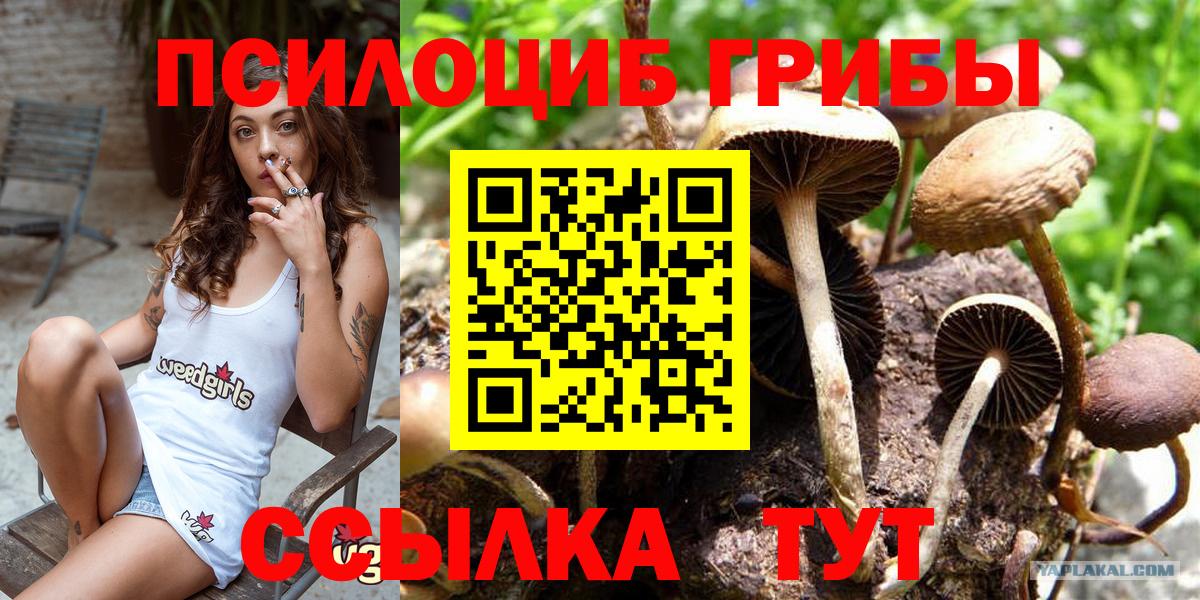 Псилоцибиновые грибы Psilocybe Сердобск